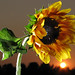 Canon Powershot G7: Sunflower