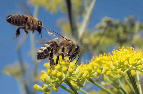 Bienen honig sterben