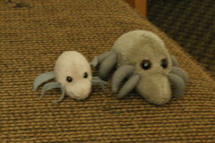 Two sizes of Dust Mite in our hotel in Carlsbad, Ca