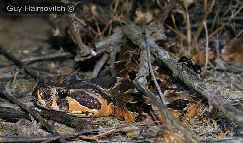 Adult Israeli Viper (Vipera Palaestinae) צפע ארצישראלי - Waiting For Prey To Come By