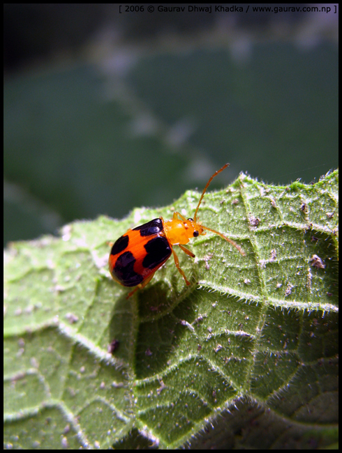 Bug - Leaf Beetle