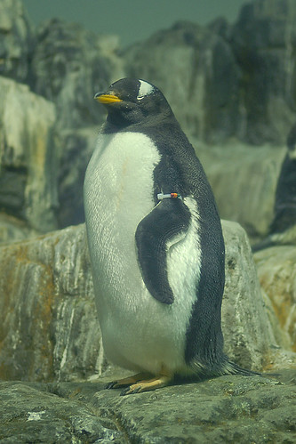 central park zoo penguins. Penguin in Central Park Zoo in New York City | Flickr - Photo Sharing!