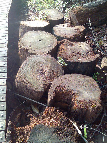 parts of a tree trunk