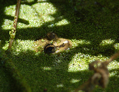 red-legged frog under cover of duckweed