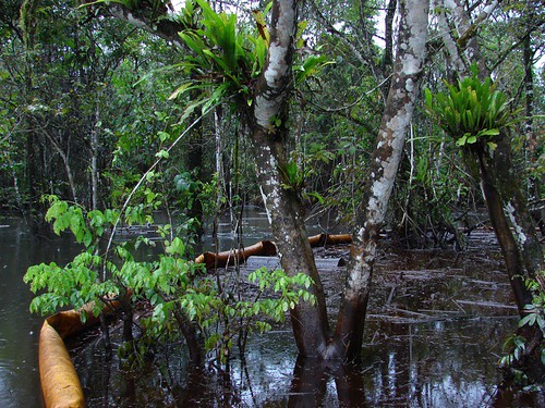 在尼日爾三角洲，一塊發生石油洩漏的濕地被隔離；攝影：馬庫斯•本森