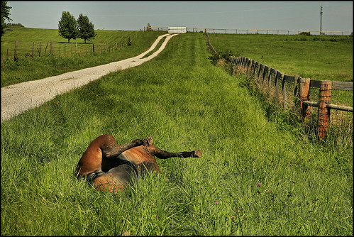 Image of dead horse.