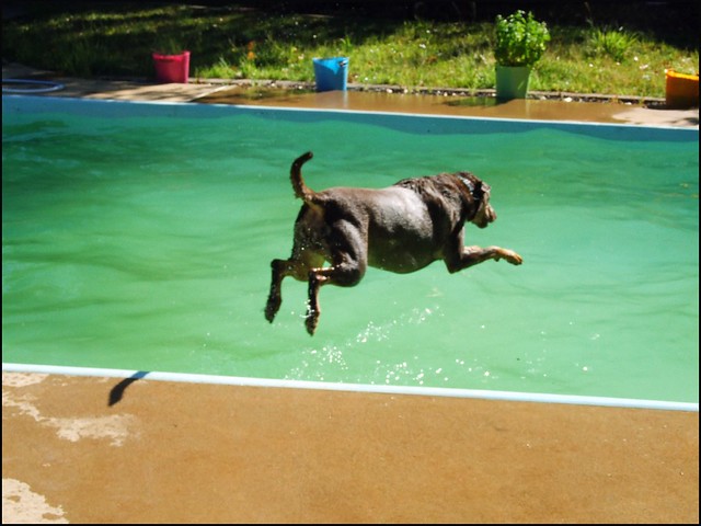 Emerald Dog Dive.