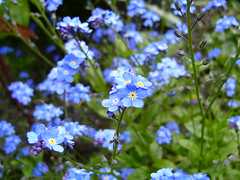 Forget-me-not, my favourites