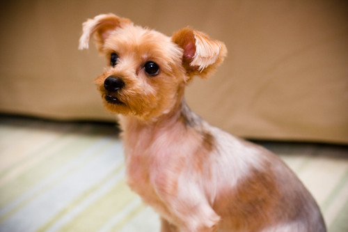 Pictures Of Yorkies With Short Hair. yorkie haircut