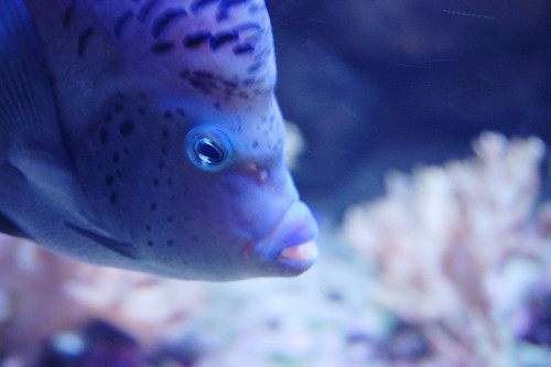 Fish at Skansen Aquarium
