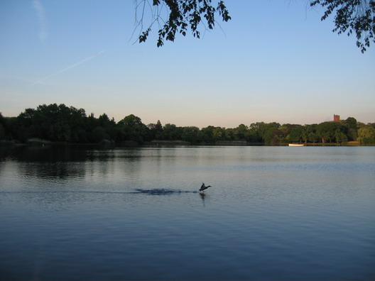 Prospect Park Lake Duck