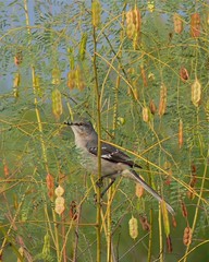 Northern Mockingbird in Rattlebush