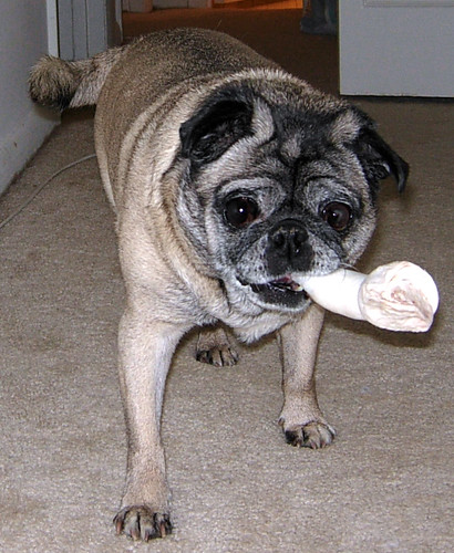 funny pug pictures. funny avatar - shoozles