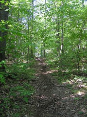trail through Wildwoods land trust