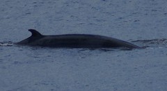 DSC02113 Minke whale BSM