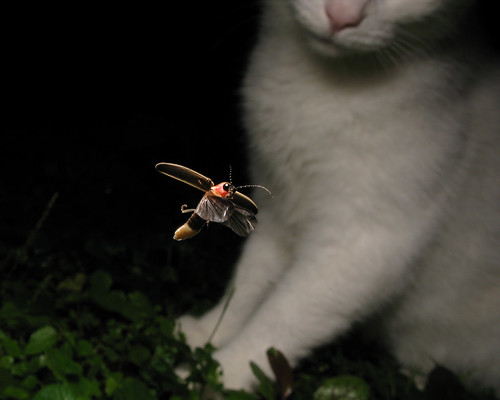 Firefly and a Cat (Photograph