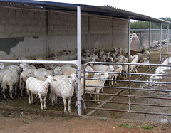 Katahdin ewes in confinement