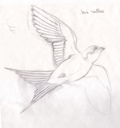 barn swallow sketch
