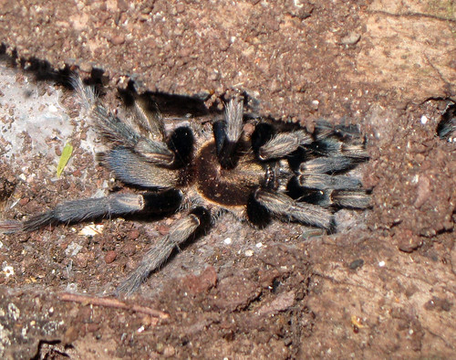 tarantulacrop