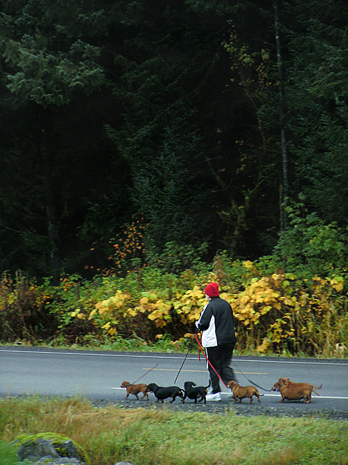 person walking pack of dachsunds, Klawock, Alaska