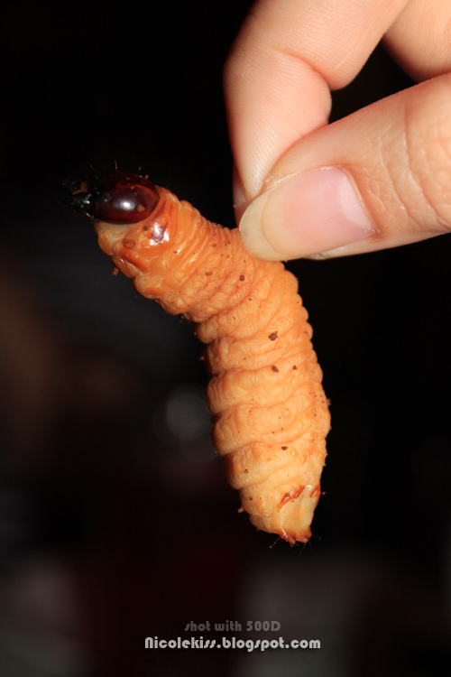 holding a sago worm