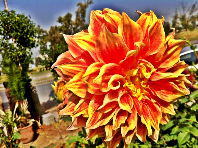 Bunga Dahlia Yang Bagak Giler, Srsly Bagak OK | Flower Nurseries Near 