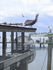 Pelikan i caplja