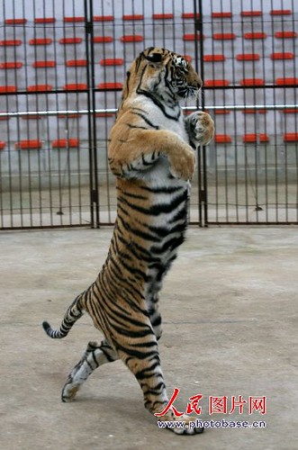 Tigress that walks