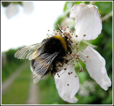 bumble bee on blackberry flower copy