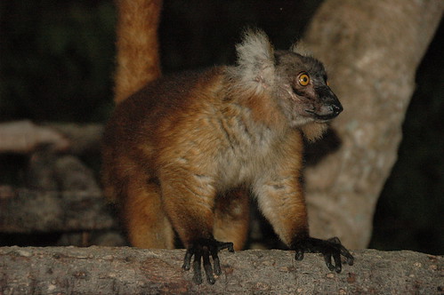 Lemur-14