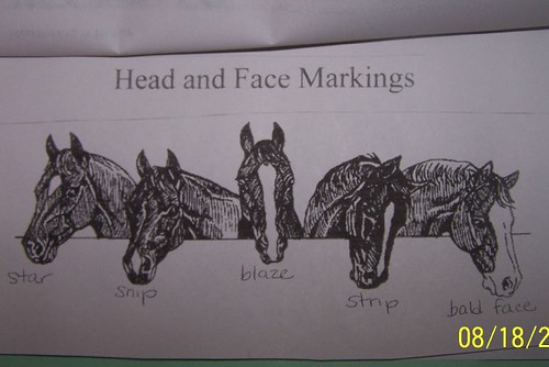 horse face markings. Face Markings for horses.