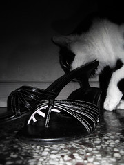 Ozzie Loves shoes