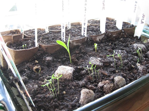 Seedlings