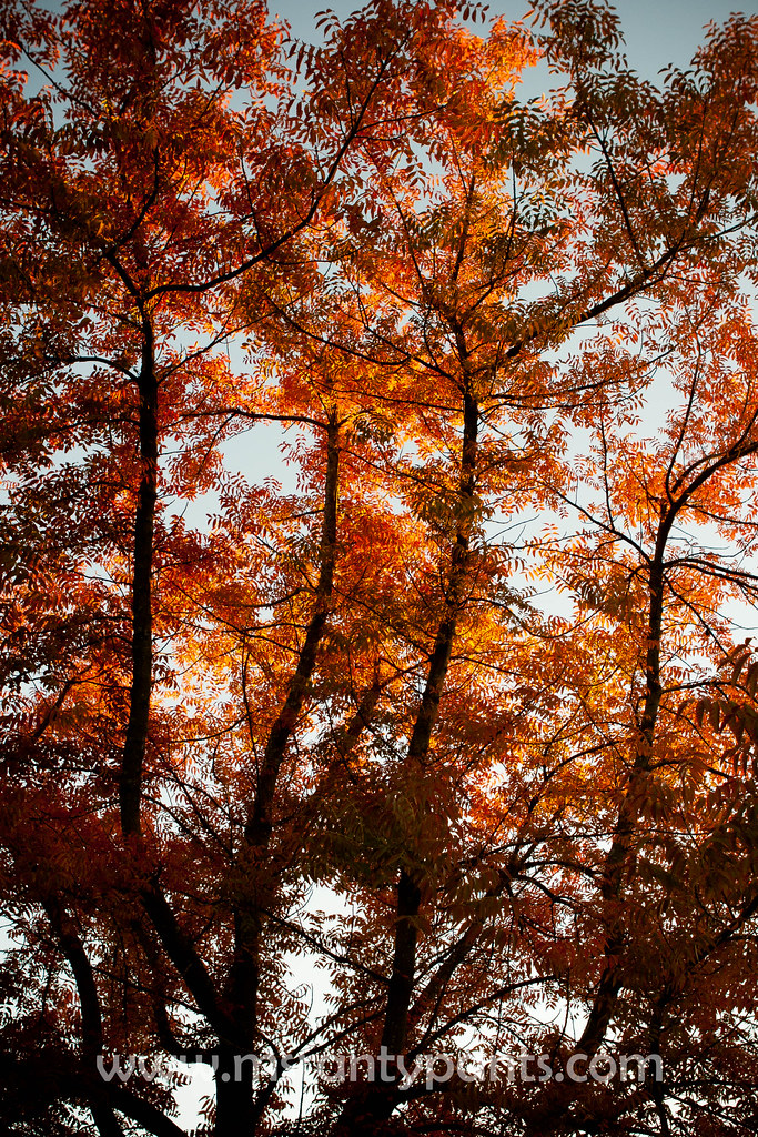 Fall Color 2010-13.jpg