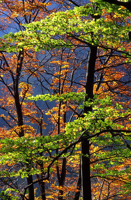 autumn forest 1