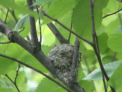 Blue-gray gnatcatcher nest