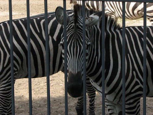 Kiev Zoo Zebra behind bars