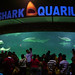 Shart Aquarium at Seaworld Indonesia