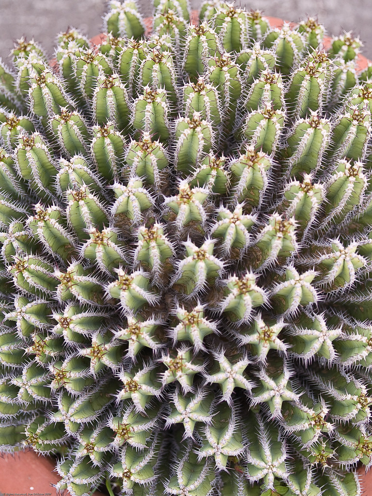 Cactus Bonita