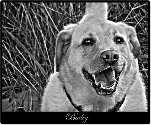 Bailey - yellow Labrador Retriever
