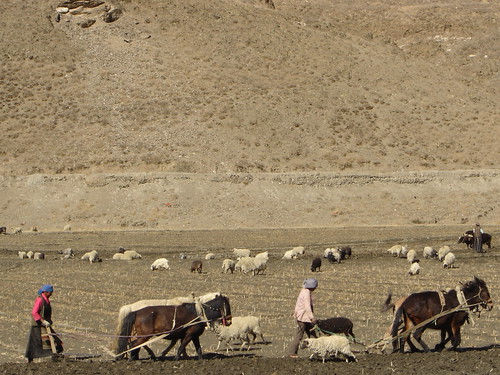 Arando la arida tierra tibetana