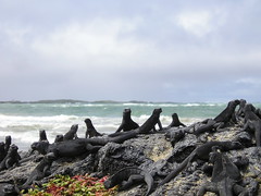 Marine iguanas on Isabela