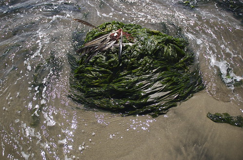Feathers on seaweed
