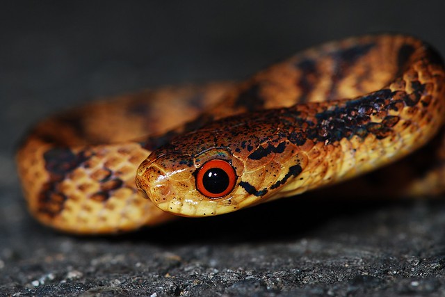台灣頓頭蛇-紅眼型