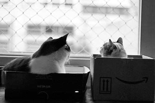 Cats and boxes!!! by fofurasfelinas.
