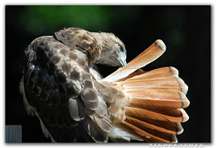 Red-Tailed Hawk!