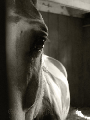 Horse in Stall