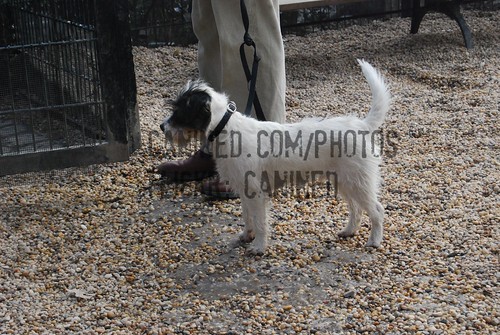 Short Hair Jack Russell Terrier. leg jack russell terrier