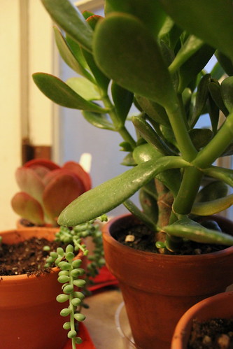 101024. new succulents, courtesy of may's greenhouse.