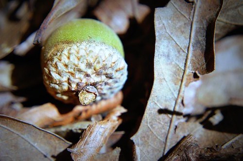 acorn among leaves